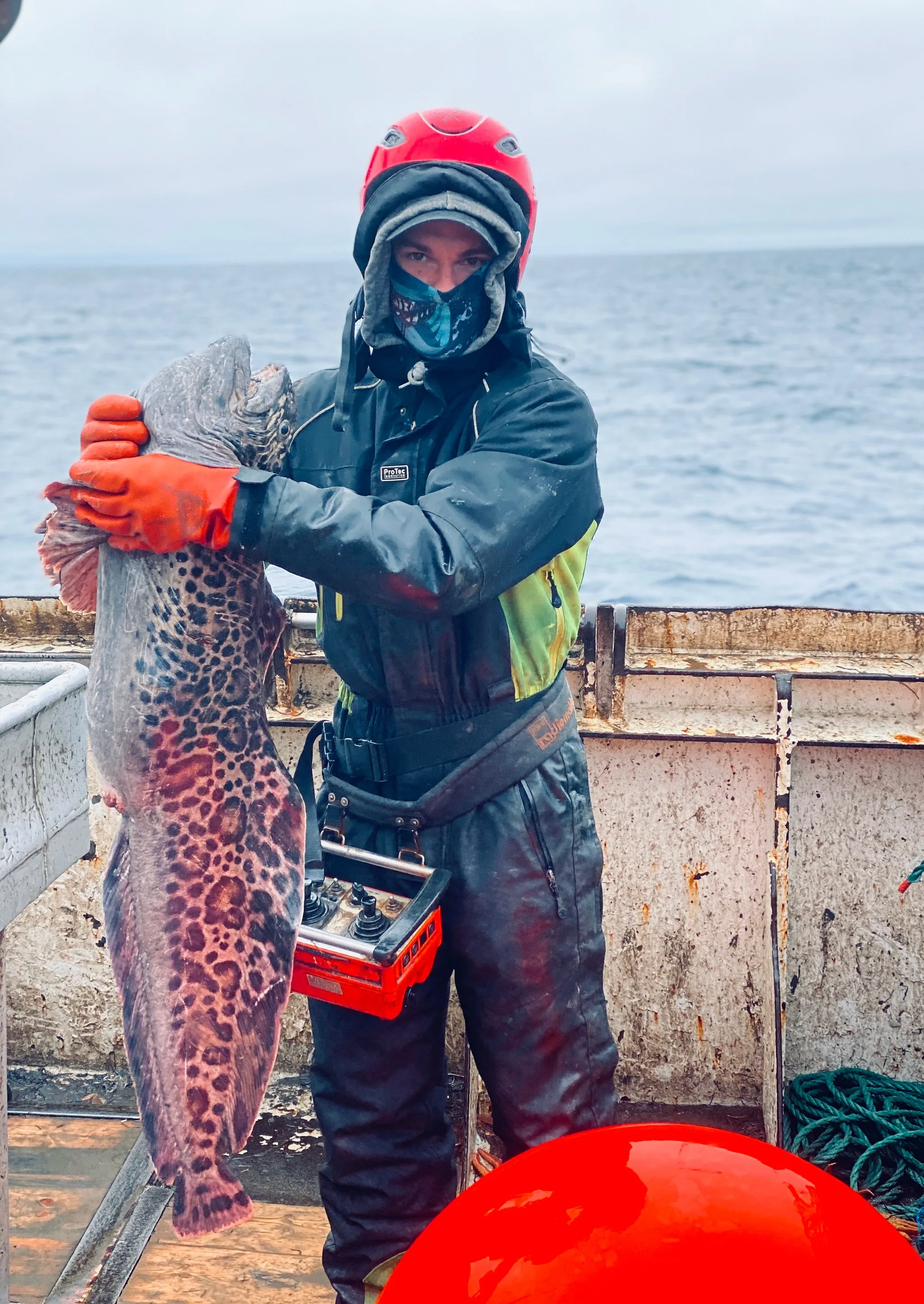 Ренат Бесолов держит тигровую зубатку.