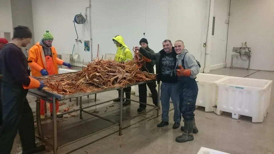 Выгрузка живого краба. Завод Arctic Catch, Vardø, 2016.